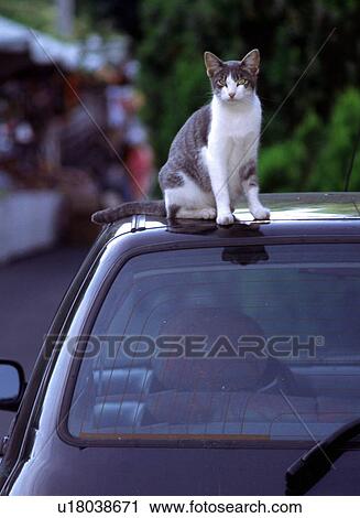 Stock Image - Cat sitting on car roof. Fotosearch