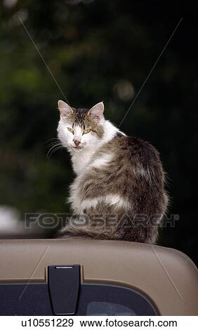 Cat sitting on car roof View Large Photo Image Stock Photo - Cat sitting on car roof. Fotosearch