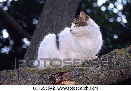 Stock Image - Cat sitting on tree branch. Fotosearch
