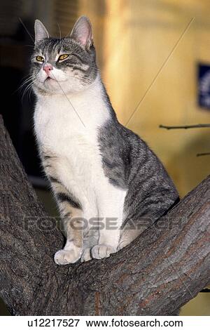 Stock Photo - Cat sitting on tree branch. Fotosearch