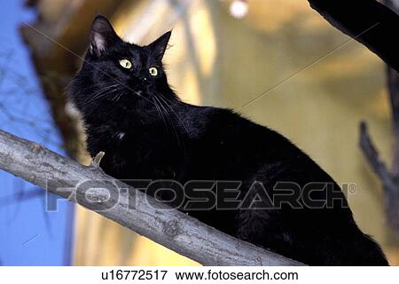Stock Photo - Cat sitting on tree branch. Fotosearch