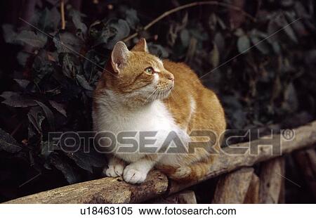 Stock Photography - Cat sitting on tree branch. Fotosearch