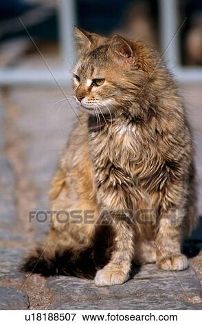 Stock Photo - Cat sitting. Fotosearch
