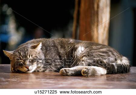 Stock Photography - Cat sleeping. Fotosearch