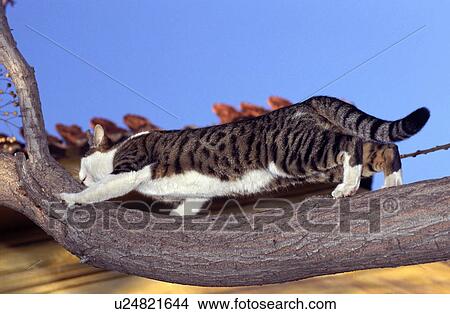 Cat walking on tree branch View Large Photo Image Picture - Cat walking on tree branch. Fotosearch
