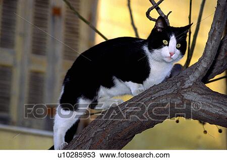 Stock Image - Cat walking on tree branch. Fotosearch