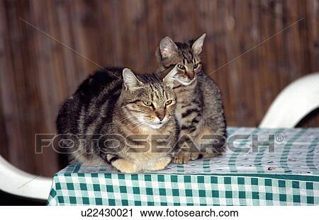 Stock Image - Cat with kitten on table. Fotosearch