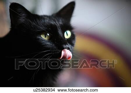 Picture - Closeup of cat licking its lips. Fotosearch