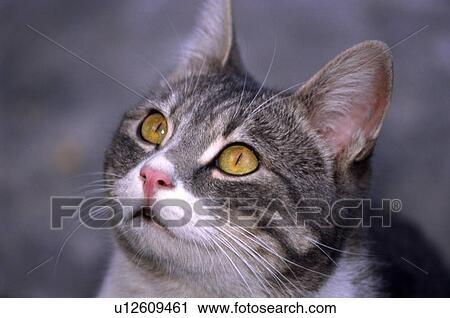 Stock Image - Closeup of cat looking up. Fotosearch