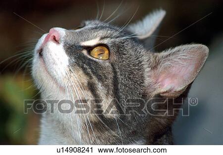 Stock Image - Closeup of cat looking up. Fotosearch