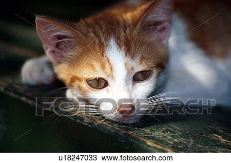 Stock Image - Closeup of cat lying down. Fotosearch