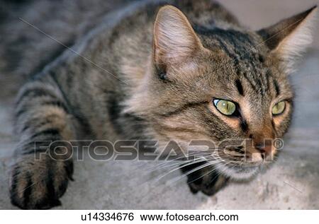 Closeup of cat lying down View Large Photo Image Stock Photograph - Closeup of cat lying down. Fotosearch
