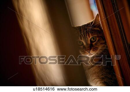 Stock Photograph - Closeup of cat peeking around door. Fotosearch
