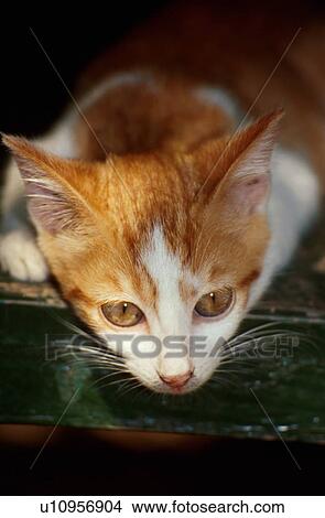 Picture - Closeup of cat. Fotosearch