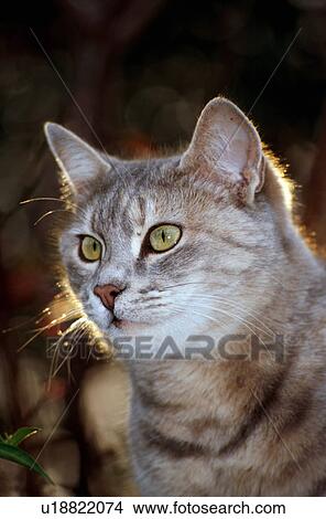 Closeup of cat View Large Photo Image Picture - Closeup of cat. Fotosearch