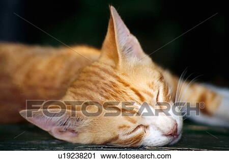 Closeup of cat sleeping View Large Photo Image Stock Image - Closeup of cat sleeping. Fotosearch