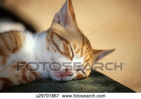 Stock Photo - Closeup of cat sleeping. Fotosearch