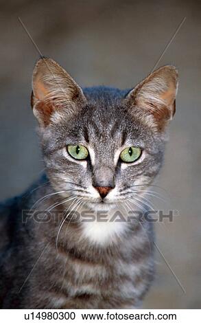 Closeup of cat View Large Photo Image Stock Image - Closeup of cat. Fotosearch