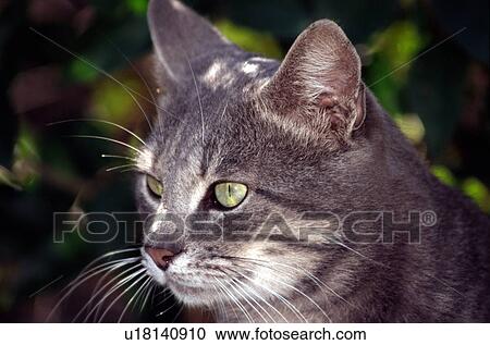 Stock Image - Closeup of cat. Fotosearch