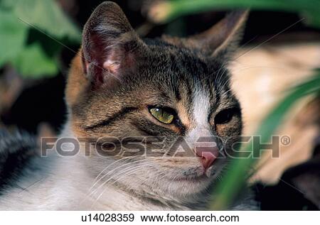 Closeup of cat View Large Photo Image Stock Photo - Closeup of cat. Fotosearch