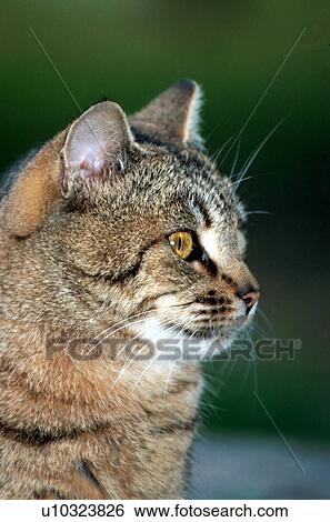 Stock Photograph - Closeup of cat. Fotosearch