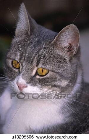 Stock Photograph - Closeup of cat. Fotosearch