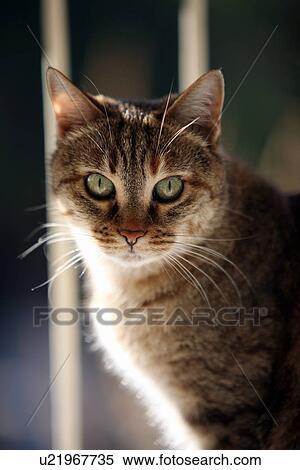 Closeup of cat View Large Photo Image Stock Photography - Closeup of cat. Fotosearch