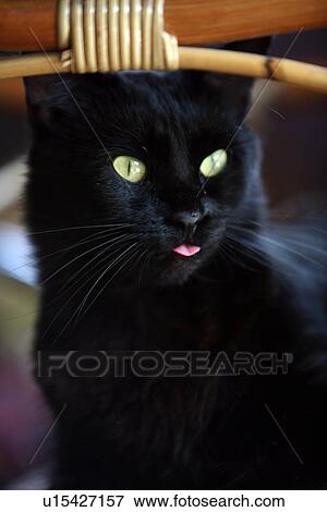 Stock Photo - Closeup of cat with tongue sticking out. Fotosearch