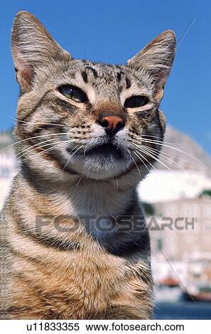 Closeup of tabby cat View Large Photo Image Stock Photography - Closeup of tabby cat. Fotosearch