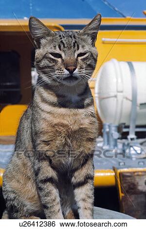 Stock Photograph - Tabby cat sitting at port. Fotosearch