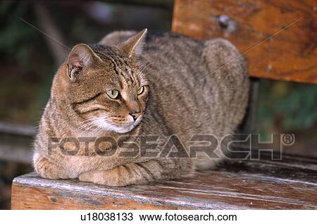 Tabby cat sitting on park bench View Large Photo Image Stock Image - Tabby cat sitting on park bench. Fotosearch