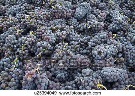 A vineyard in the Okanagan Valley, British Columbia View Large Photo Image Stock Photo - A vineyard in the Okanagan Valley, British Columbia. Fotosearch