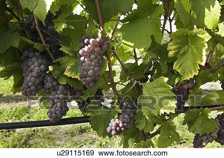 Stock Photo - A vineyard in the Okanagan Valley, British Columbia. Fotosearch