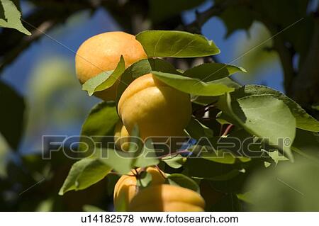 Apricots in tree, Okanagan Centre, BC Canada View Large Photo Image Stock Photo - Apricots in tree, Okanagan Centre, BC Canada. Fotosearch
