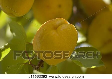 Apricots in tree, Okanogan Centre, BC Canada View Large Photo Image Stock Image - Apricots in tree, Okanogan Centre, BC Canada. Fotosearch