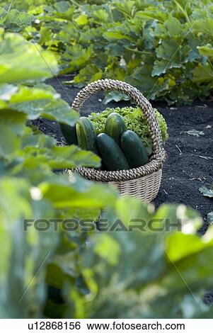 Stock Photograph - Basket of cucumbers in organic garden, Manitoba, Canada. Fotosearch