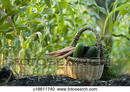 Basket of organic vegetables in rows of corn, organic garden, Manitoba, Canada View Large Photo Image Stock Image - Basket of organic vegetables in rows of corn, organic garden, Manitoba, Canada. Fotosearch