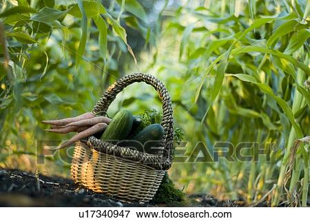 Stock Photo - Basket of organic vegetables in rows of corn, organic garden, Manitoba, Canada. Fotosearch