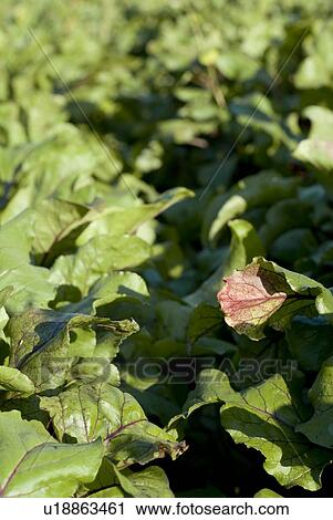 Stock Image - Beet greens in organic garden, Manitoba, Canada. Fotosearch