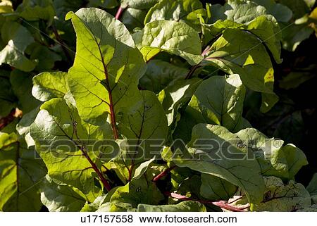 Beet greens in organic garden, Manitoba, Canada View Large Photo Image Stock Photo - Beet greens in organic garden, Manitoba, Canada. Fotosearch