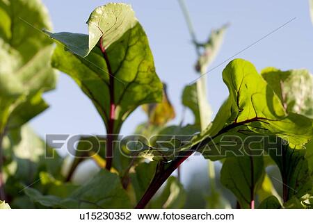 Stock Image - Beet leaves in organic garden, Manitoba, Canada. Fotosearch
