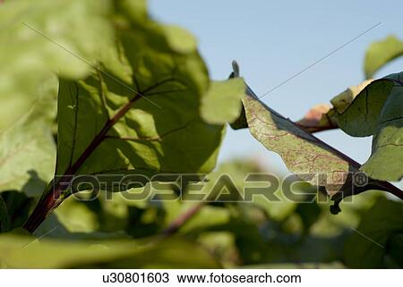 Beet leaves in organic garden, Manitoba, Canada View Large Photo Image Stock Image - Beet leaves in organic garden, Manitoba, Canada. Fotosearch