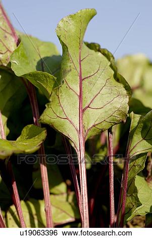 Beet leaves in organic garden, Manitoba, Canada View Large Photo Image Stock Photograph - Beet leaves in organic garden, Manitoba, Canada. Fotosearch