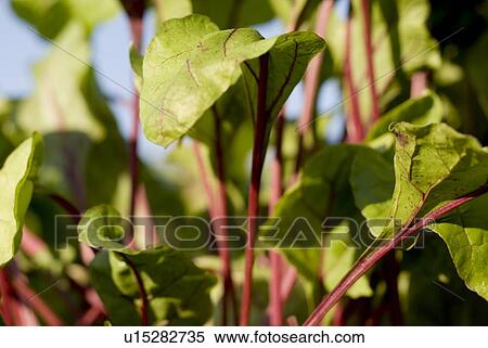 Beet leaves in organic garden, Manitoba, Canada View Large Photo Image Stock Photography - Beet leaves in organic garden, Manitoba, Canada. Fotosearch