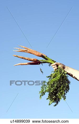 Stock Photo - Bunch of organic carrots against blue sky, organic garden, Manitoba, Canada. Fotosearch