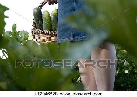 Carrying basket of cucumbers, organic garden, Manitoba, Canada View Large Photo Image Stock Photo - Carrying basket of cucumbers, organic garden, Manitoba, Canada. Fotosearch