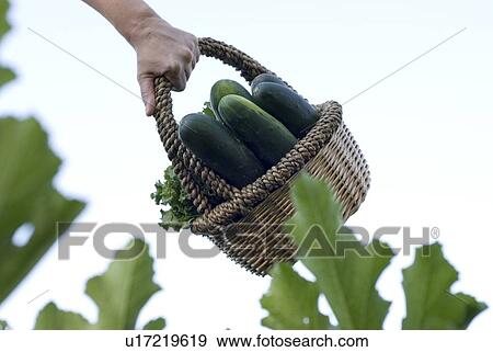 Stock Photo - Carrying basket of cucumbers, organic garden, Manitoba, Canada. Fotosearch