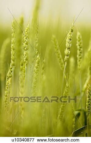 Stock Photo - Close-up of barley, Saskatchewan, Canada. Fotosearch