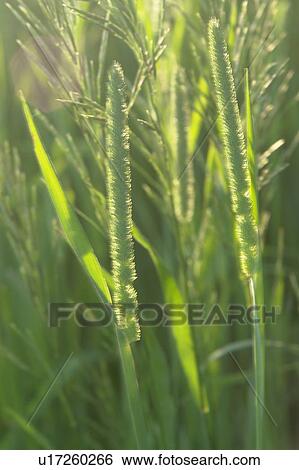 Stock Photograph - Close-up of grasses at sunset; Canada, Manitoba, Erickson. Fotosearch