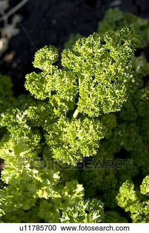 Close-up organic parsley, Manitoba, Canada View Large Photo Image Stock Image - Close-up organic parsley, Manitoba, Canada. Fotosearch